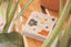 flower-10005